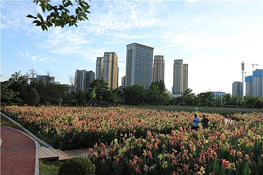 山东省日照市,湿地公园鲜花怒放,市民前来打卡络绎不绝