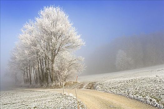 地点,小路,冬天,风景,白霜,雾,感知,地区,弗里堡,瑞士