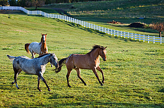 马,草场,靠近,蒙大拿