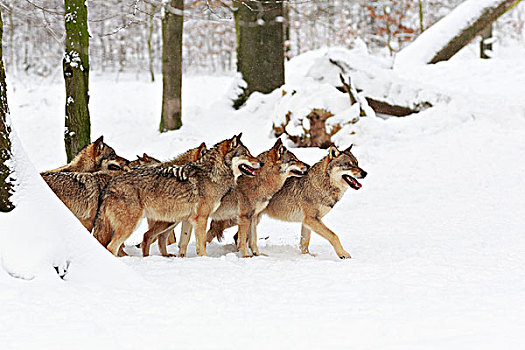 狼,雪地,野生动植物园,下萨克森,德国,欧洲