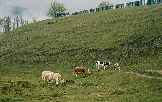母牛,绿色,乡村,草地,多云天气