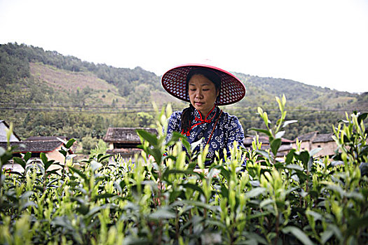 松阳茶场