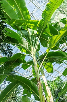 热带植物温室