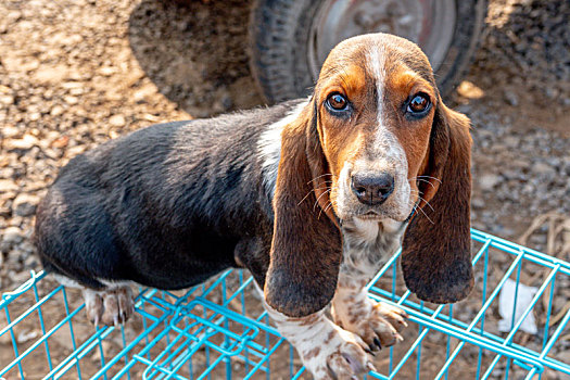 宠物犬,巴吉度猎犬