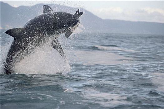 大白鲨,沙鲨属,鲸跃,室外,水,攻击,开普省,南非