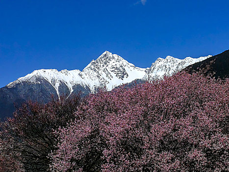 雪山,桃花