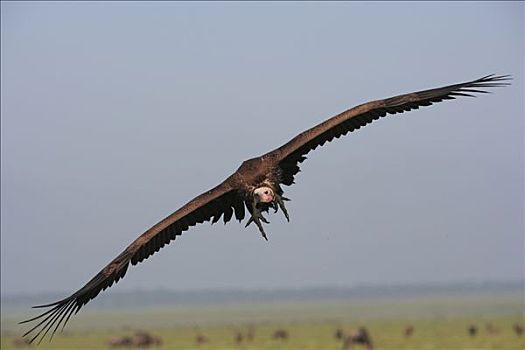 肉垂秃鹫,飞,恩格罗恩格罗,保护区,坦桑尼亚