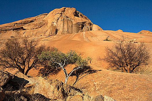 树,岩石构造,达马拉兰,纳米比亚,非洲