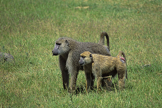 肯尼亚,安伯塞利国家公园,黄色,狒狒,黄狒狒,雄性,雌性