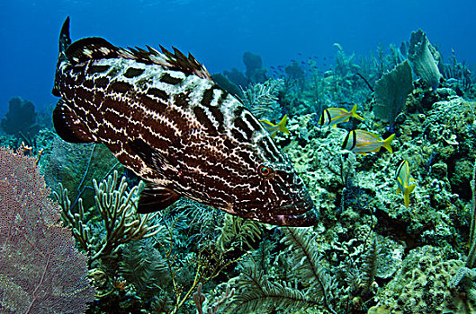 黑色,石斑鱼,上方,礁石,国家公园,古巴