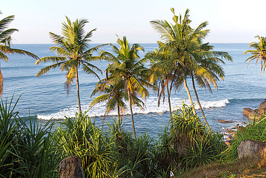 棕榈树,蓝色,海洋,斯里兰卡,亚洲