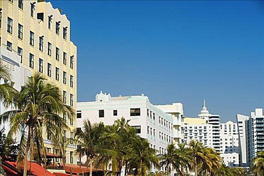 棕榈树,排列,正面,建筑,迈阿密,佛罗里达,美国