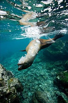 海狮,浅水