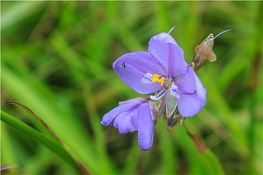 泰国,紫花,松树,树林