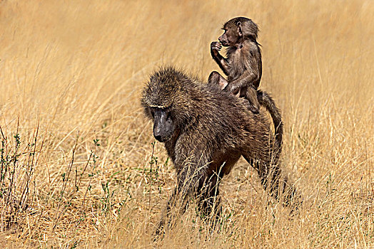 东非狒狒,骑,背影,萨布鲁国家公园,肯尼亚,非洲
