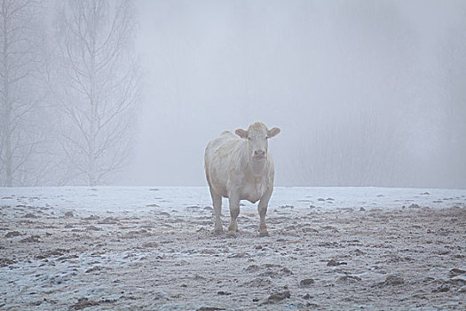 母牛,站立,积雪,地点,雾状,天气,瑞典
