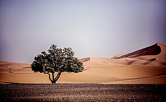 荒漠景观,孤树,沙丘