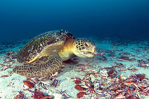 绿海龟,龟类,吃,游泳,螃蟹,死,岛屿,哥斯达黎加,中美洲