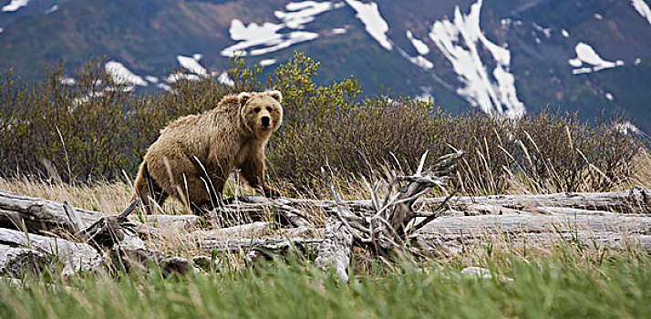 棕熊,卡特麦国家公园,阿拉斯加,美国