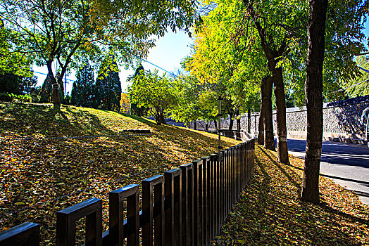 北京,草地,滑滑梯,小木屋,阳光,树