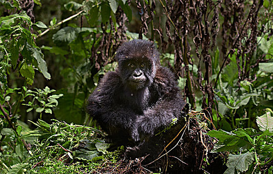 山地大猩猩,大猩猩,幼仔,温暖,太阳,火山国家公园,卢旺达