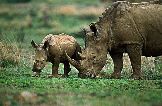 白犀牛,母亲,南非