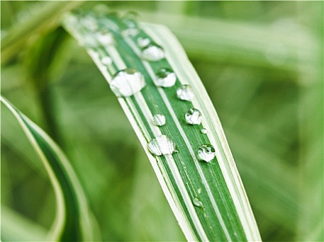 雨滴,绿色,叶片,苔属植物,特写