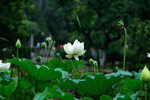 盛开的白莲花