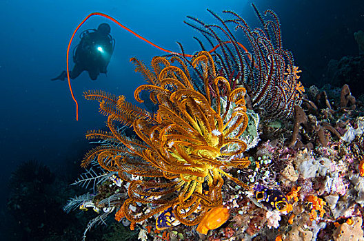 潜水,看,多,海百合,四王群岛,印度尼西亚