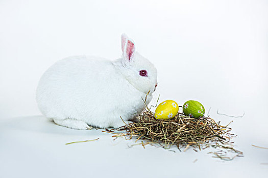 白色,兔子,旁侧,鸟窝,复活节彩蛋