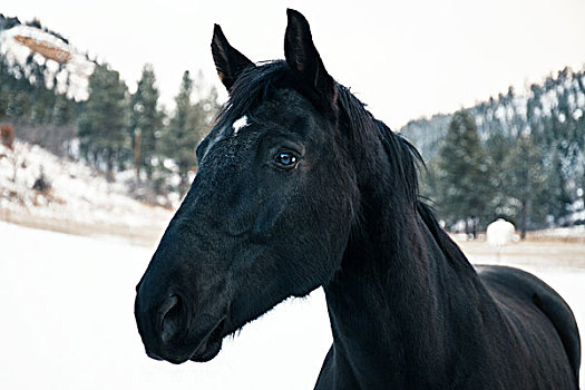 头像,黑色,马,雪中,风景
