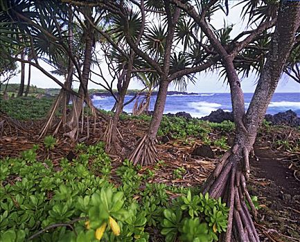 树,海岸,毛伊岛,夏威夷