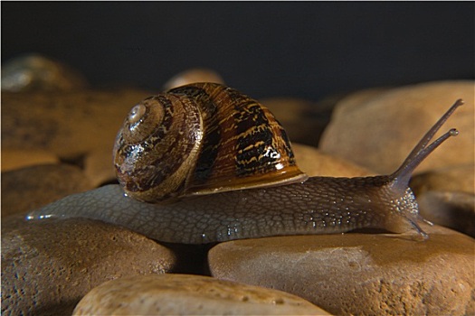 蜗牛,石头