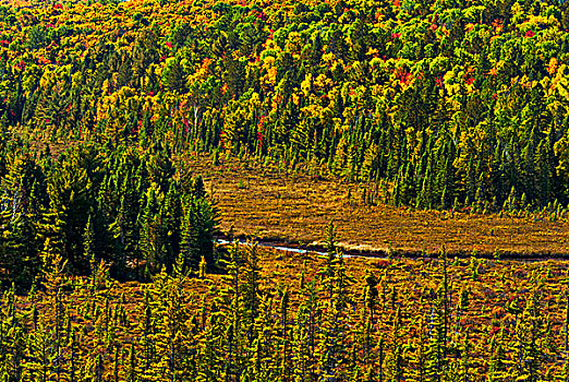 秋色,星期日,溪流,湿地,阿尔冈金省立公园