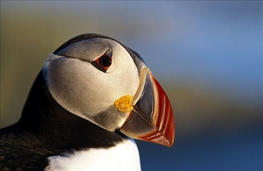 大西洋角嘴海雀,北极,鸟岛,挪威
