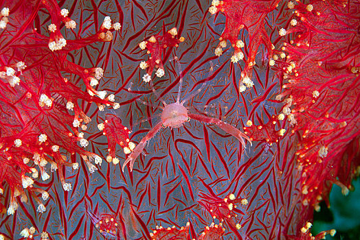 软珊瑚,瓦卡托比,苏拉威西岛,印度尼西亚,亚洲