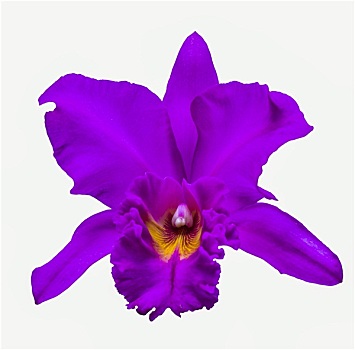 紫罗兰,兰花
