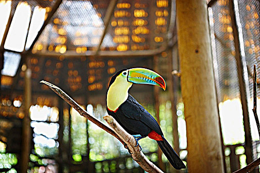 巨嘴鸟,动物园,哥斯达黎加