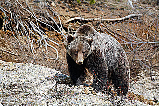 大,成年,雄性,大灰熊,棕熊,班芙国家公园,艾伯塔省,加拿大