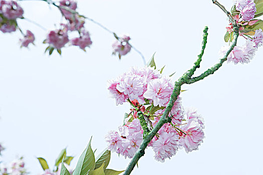 樱桃树,枝条,开花,局部