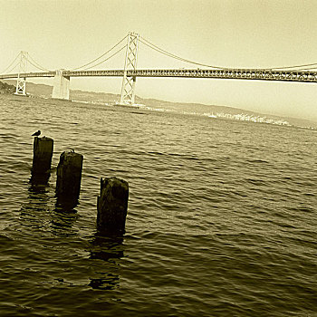 美国,加利福尼亚,旧金山湾,奥克兰湾大桥,单色调,北美,景象,桥,建筑,海洋,无人,柱子,鸟,海鸥,太平洋,褐色,三个,竖立,概念