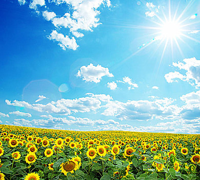 盛开,地点,向日葵,蓝色背景,天空