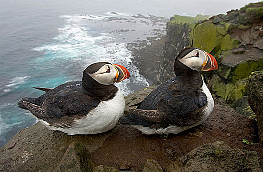 大西洋角嘴海雀,角嘴海雀,北极,一对,冰岛