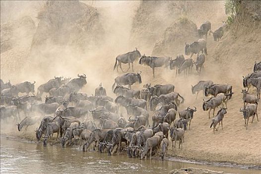 蓝角马,角马,牧群,喝,马拉河,马赛马拉国家保护区,肯尼亚