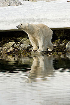 挪威,斯匹次卑尔根岛,北极熊,成年,靠近,死,鳍鲸,长须鲸,脊椎骨,岩石,海滩