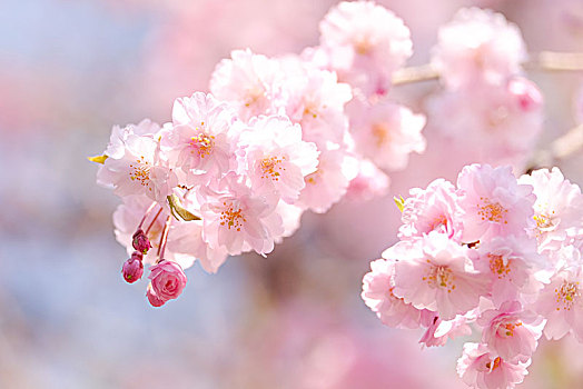 櫻花
