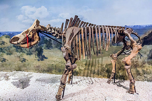 南京博物院馆藏东北野牛骨骼化石