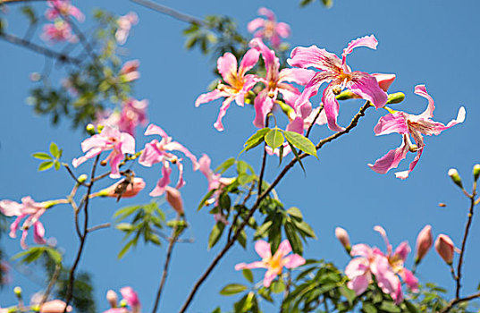 美丽异木棉