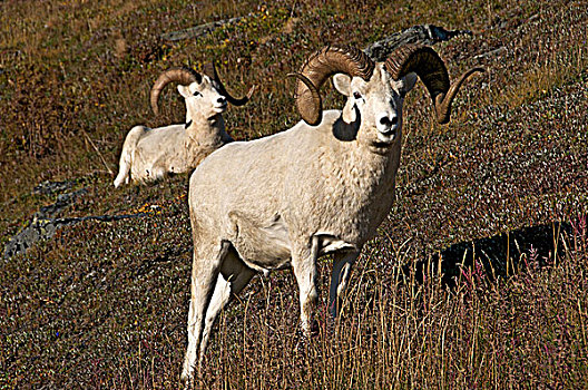 野大白羊,雄性,白大角羊,放松,岩石,山坡,阿拉斯加,北美