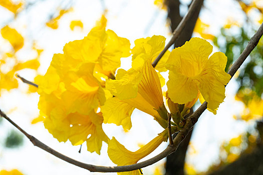 台湾春天的花季里漂亮的行道树是盛开的黄花风铃木